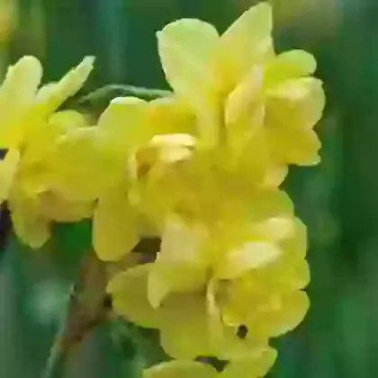 Yellow Cheerfulness